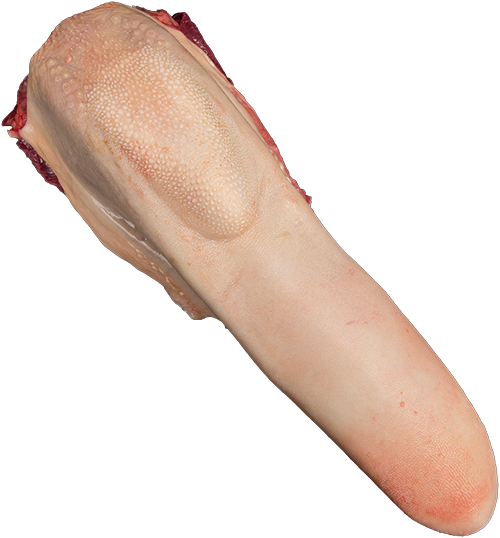 Tongue